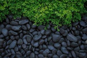 Green fern leaf and black rock texture for natural background photo