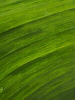 Green leaf texture for natural background photo