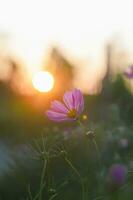 Pink cosmos flower in the garden with sunset time photo