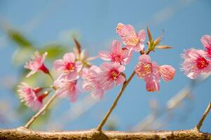 flor de cerezo con cielo azul foto