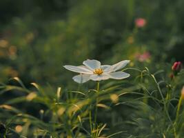 flor de cosmos blanca en el jardín foto