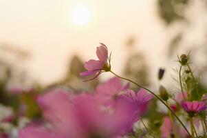 Pink cosmos flower in the garden with sunset time photo