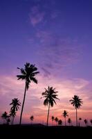 Silhouette of coconut tree with twilight sky photo