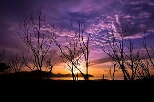 Silhouette of tree branches with twilight sky photo