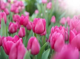 Pink tulip in the garden photo