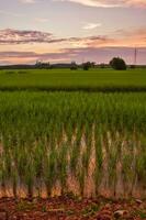 View of rice filed with dramatic sunset sky photo