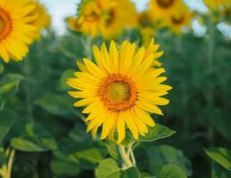 Close up sunflower in the sunflower filed photo