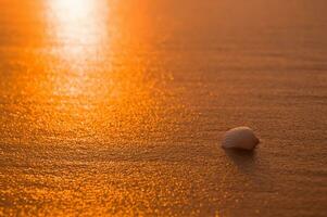 cáscara en el playa con puesta de sol hora foto