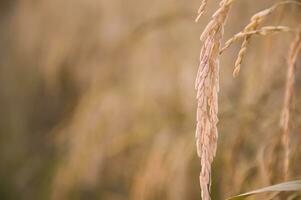 cerca arriba oído de arroz en arroz campo foto