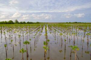 View of young mangrove tree in the sea with blue sky photo