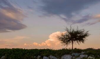 View of alone tree with sunset sky photo