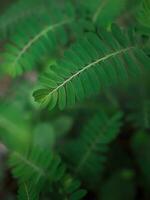 Close up green leaf in the garden for natural background. World environment day concept. photo