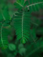 Close up green leaf in the garden for natural background. World environment day concept. photo