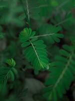 Close up green leaf in the garden for natural background. World environment day concept. photo