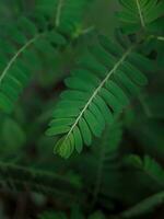 Close up green leaf in the garden for natural background. World environment day concept. photo