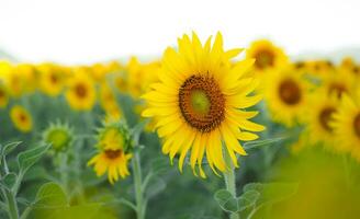 Close up sunflower in the sunflower filed photo