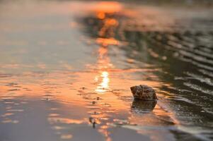 Close up shell on the beach with sunet time photo