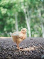 un pollo bebé en el jardín foto