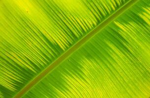 Green leaf texture for natural background photo