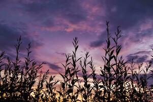 Silhouette forest with sunset sky photo