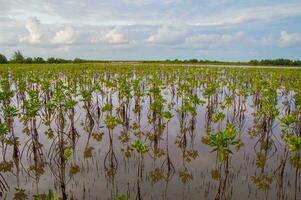 View of young mangrove tree in the sea with blue sky photo