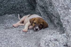 Homeless and hungry little dog abandoned stay at the hole photo