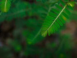 Close up green leaf in the garden for natural background. World environment day concept. photo