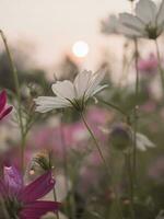 blanco cosmos flor en el jardín con puesta de sol hora foto