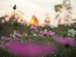 rosado cosmos flor en el jardín con puesta de sol hora foto