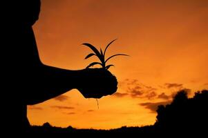 silueta de hombre participación un creciente plantas en su mano con puesta de sol cielo foto