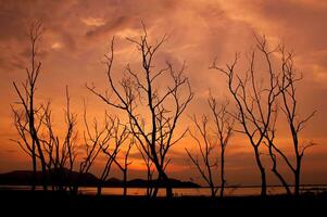 Silhouette of tree branches with twilight sky photo