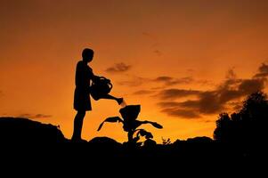 Silhouette of boy watering plants at sunset photo