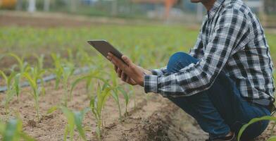 In the Industrial Greenhouse Two Agricultural Engineers Test Plants Health and Analyze Data with Tablet Computer. photo
