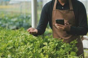 In the Industrial Greenhouse Two Agricultural Engineers Test Plants Health and Analyze Data with Tablet Computer. photo