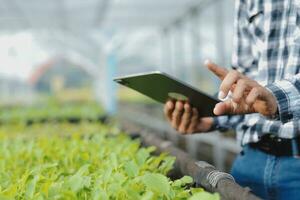 In the Industrial Greenhouse Two Agricultural Engineers Test Plants Health and Analyze Data with Tablet Computer. photo