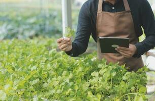 In the Industrial Greenhouse Two Agricultural Engineers Test Plants Health and Analyze Data with Tablet Computer. photo