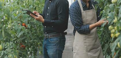 en el industrial invernadero dos agrícola ingenieros prueba plantas salud y analizar datos con tableta computadora. foto