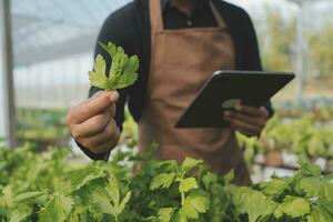In the Industrial Greenhouse Two Agricultural Engineers Test Plants Health and Analyze Data with Tablet Computer. photo