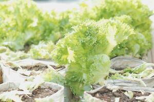 Fresco orgánico lechuga en un rural invernadero. filas de lechuga plántulas lechuga Listo a recoger para un Fresco verano ensalada. ensalada plantas en invernadero con automático irrigación riego sistema. foto