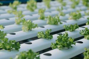 en el industrial invernadero dos agrícola ingenieros prueba plantas salud y analizar datos con tableta computadora. foto