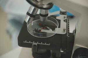 Health care researchers working in life science laboratory. Young female research scientist and senior male supervisor preparing and analyzing microscope slides in research lab. photo
