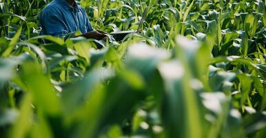 Agriculturist utilize the core data network in the Internet from the mobile to validate, test, and select the new crop method. Young farmers and tobacco farming photo