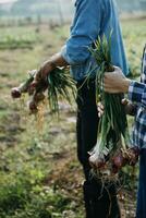 Agriculturist utilize the core data network in the Internet from the mobile to validate, test, and select the new crop method. Young farmers and tobacco farming photo