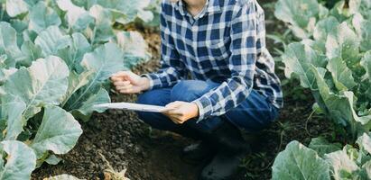 Agriculturist utilize the core data network in the Internet from the mobile to validate, test, and select the new crop method. Young farmers and tobacco farming photo