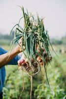 Agriculturist utilize the core data network in the Internet from the mobile to validate, test, and select the new crop method. Young farmers and tobacco farming photo