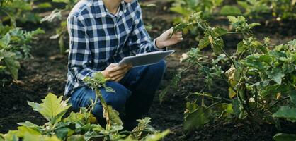 Agriculturist utilize the core data network in the Internet from the mobile to validate, test, and select the new crop method. Young farmers and tobacco farming photo