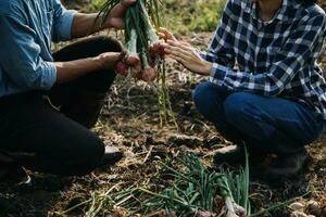 Agriculturist utilize the core data network in the Internet from the mobile to validate, test, and select the new crop method. Young farmers and tobacco farming photo