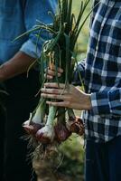 Agriculturist utilize the core data network in the Internet from the mobile to validate, test, and select the new crop method. Young farmers and tobacco farming photo