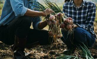 Agriculturist utilize the core data network in the Internet from the mobile to validate, test, and select the new crop method. Young farmers and tobacco farming photo
