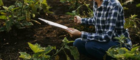 Agriculturist utilize the core data network in the Internet from the mobile to validate, test, and select the new crop method. Young farmers and tobacco farming photo